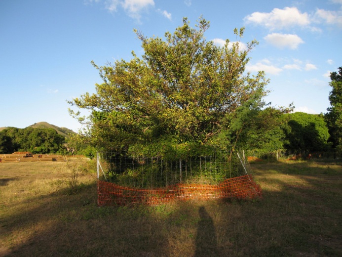 Arbre conservé et protégé par un balisage de chantier