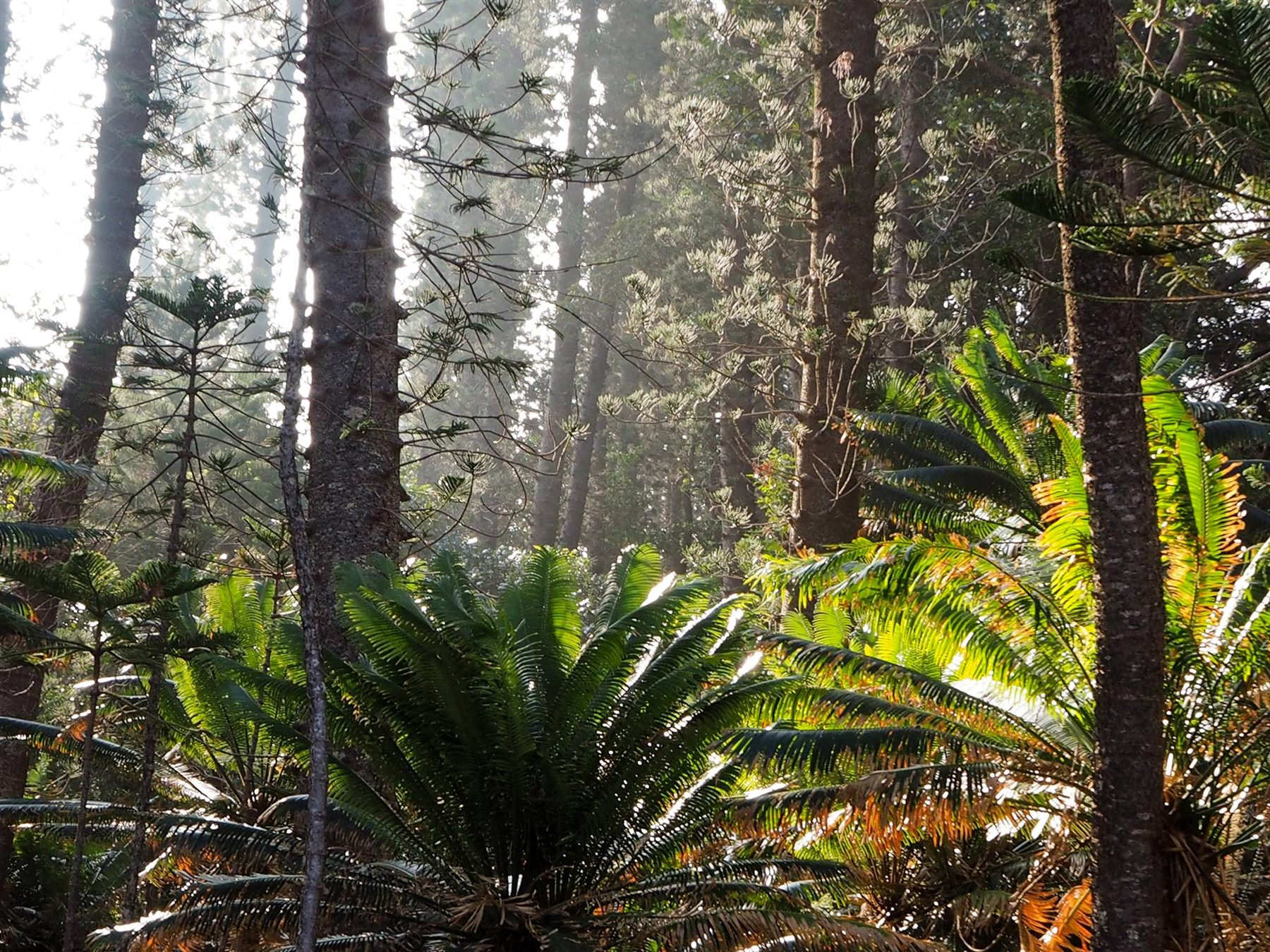 Lumière traversant une forêt humide de Nouvelle-Calédonie