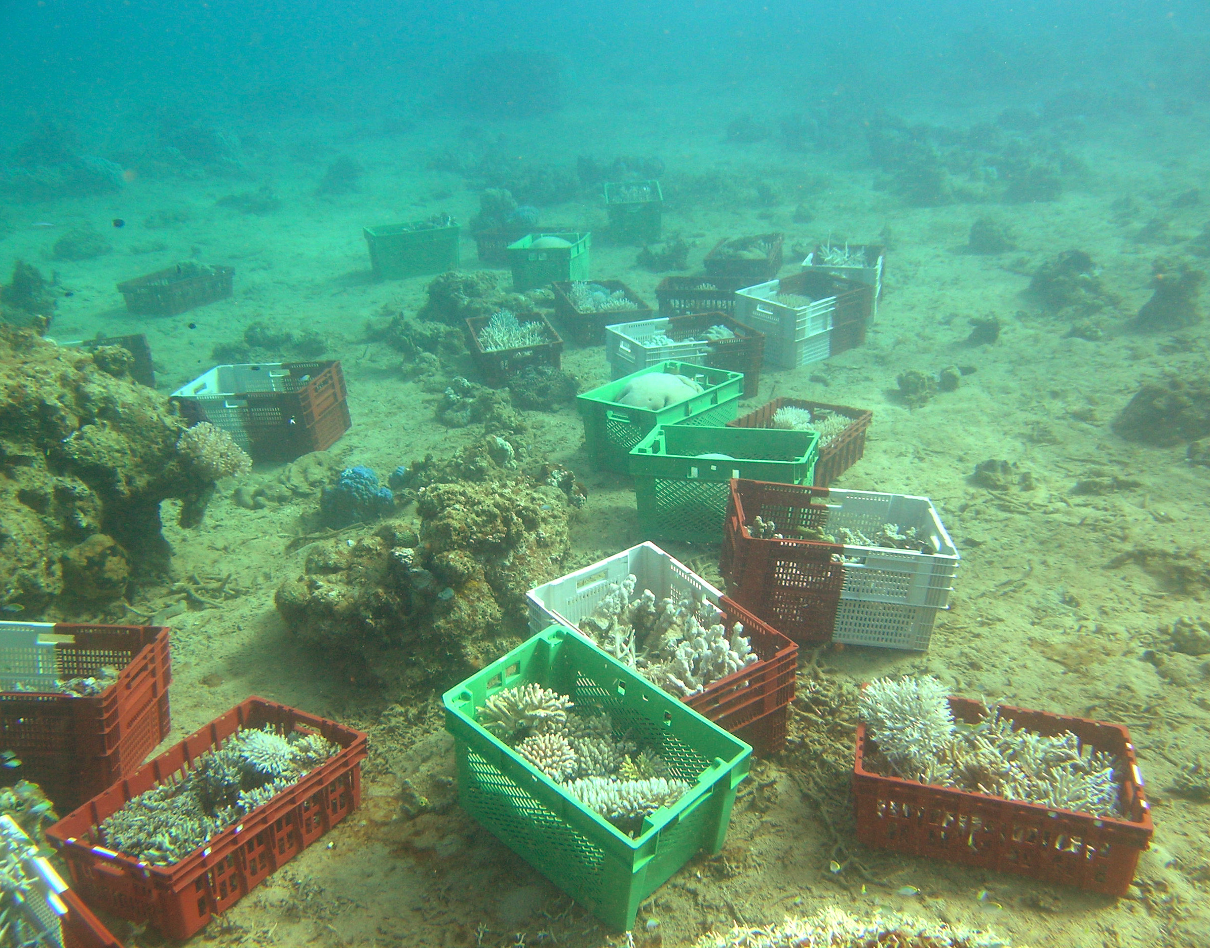 Coraux préparés sous l'eau avant une opération de transplantation